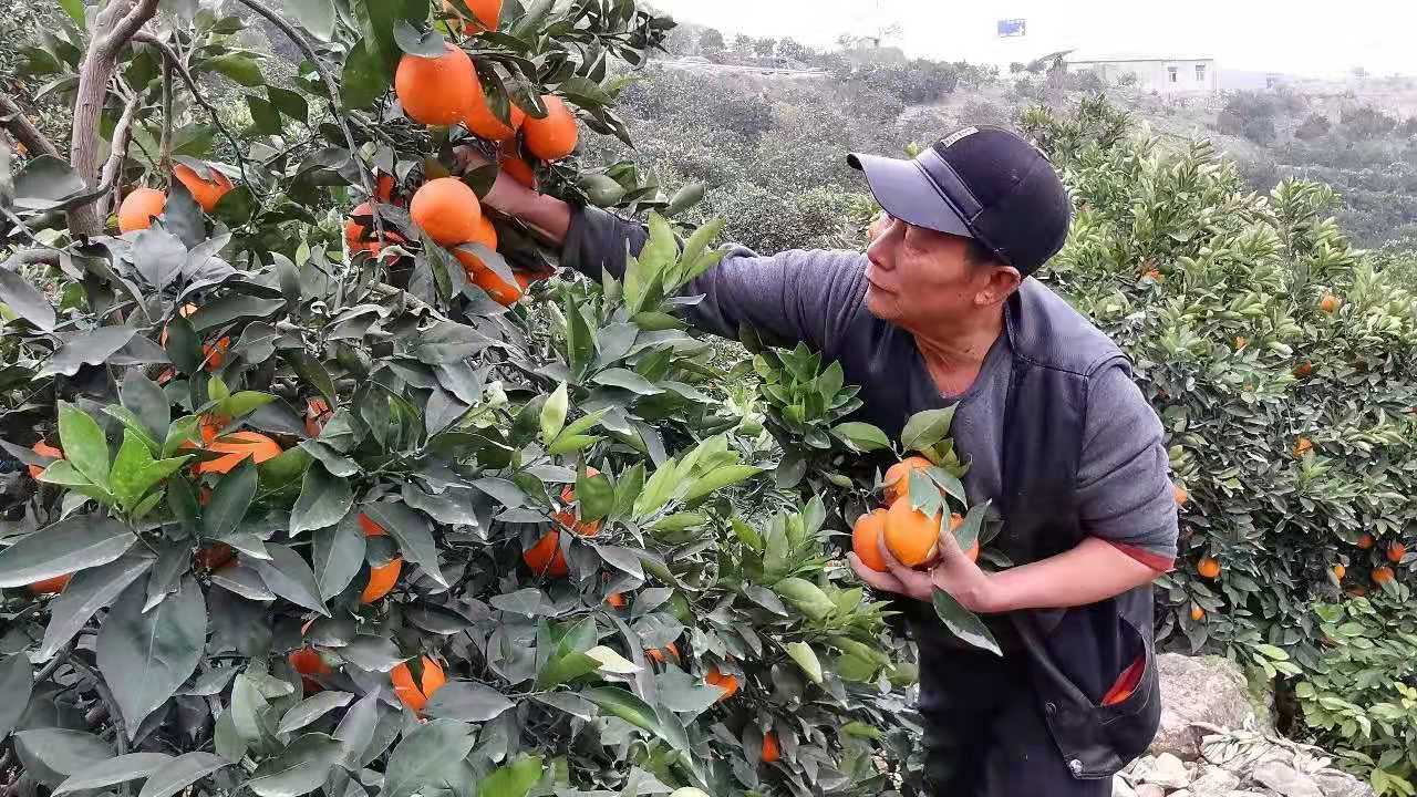 香港澳门正版资料大全